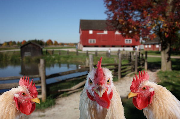 A COCK AND BULL STORY