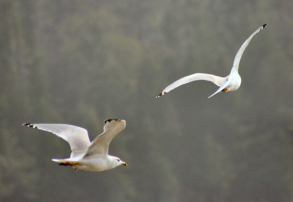 FLIGHT