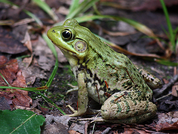 GREEN FROG