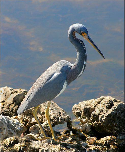GREAT  BLUE  HERON
