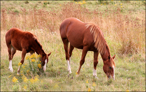 MOTHER AND FOAL