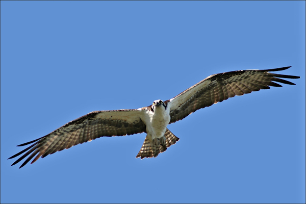 OSPREY