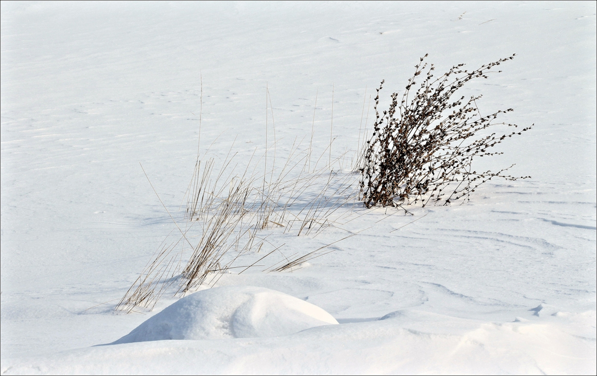WINTER SURVIVORS