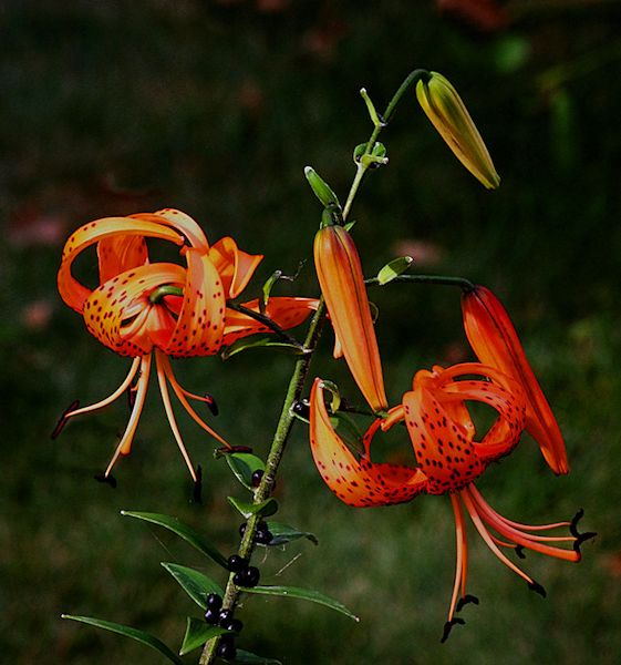 TURK'S CAP LILY
