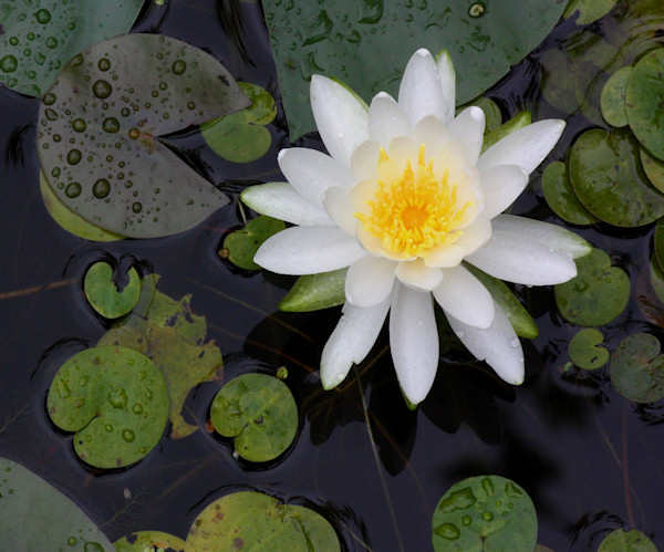 WATER LILY