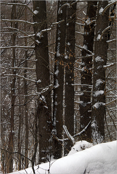 WINTER TREES